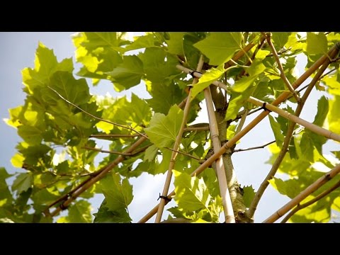 Bomen. Hoe snoei je leivormen in de zomer?