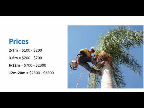 How much does it cost to cut down a tree?