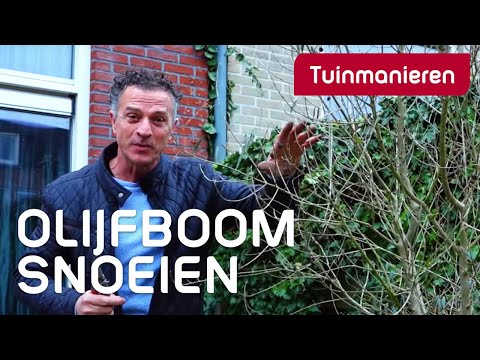 De olijfboom snoeien: hoe doe je dat? | Tuinmanieren