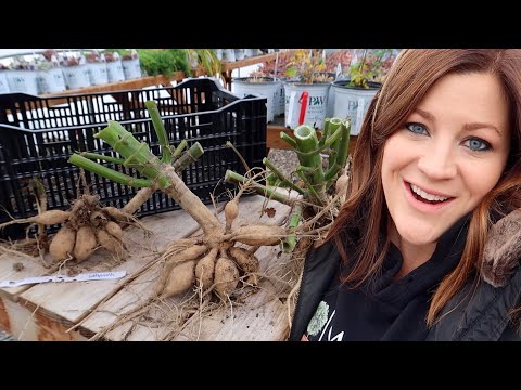 How I’m Digging & Storing Our Dahlias! 🌸👩‍🌾🌿// Garden Answer