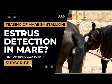 How to Spot the Signs of Mares in Heat: Don't Miss This!