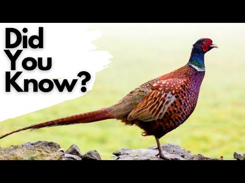 Things you should know about PHEASANTS!
