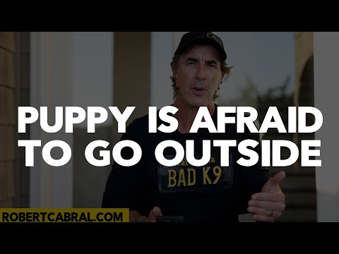 My 6 Month Old Puppy is Afraid to Go Outside - Dog Training Advice