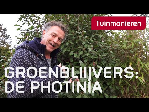 Groenblijvende struiken? De Photinia, glansmispel | Plantenkennis | Tuinmanieren