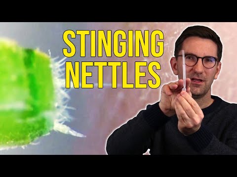 How do Stinging Nettles Inject Poison?