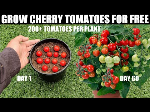 How To Grow Tomatoes | Cherry Tomatoes