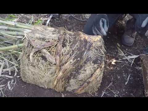 How to Divide Root-bound Potted Bamboo