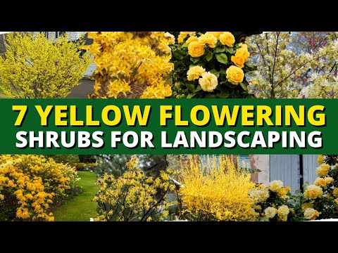 7 Yellow Flowering Shrubs That’ll Brighten Up Your Garden 🌼🌼🌼