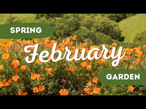 7 Beauty Flowers to Plant in February 🌻🌼 // Spring Flowers Planting Ideas ✨