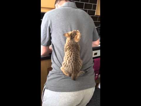 Cats Climb on Owner's Back