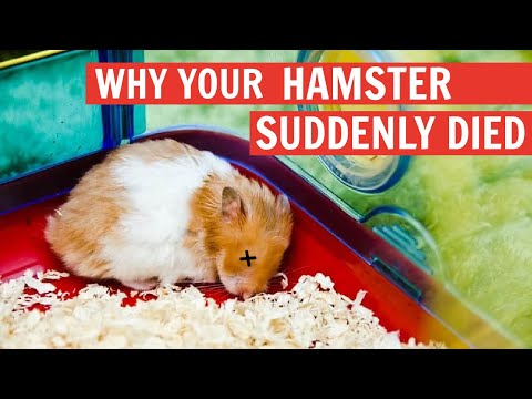 Why your Hamster Suddenly Died