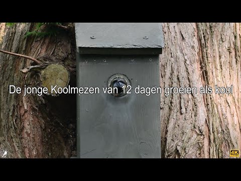 De jonge Koolmezen van 12 dagen groeien als kool