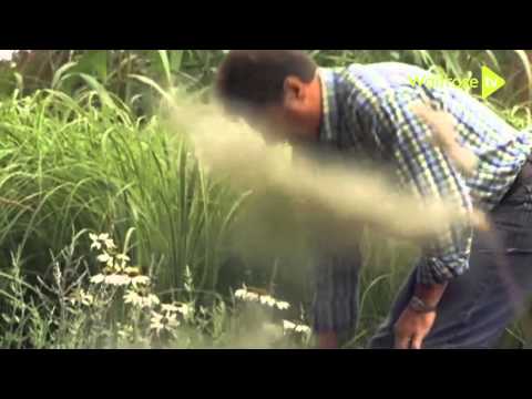 How to create a blue and white perennial border - Waitrose Garden